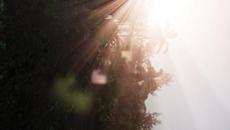 tropical-green-forest-view-with-sun-flare-in-morning